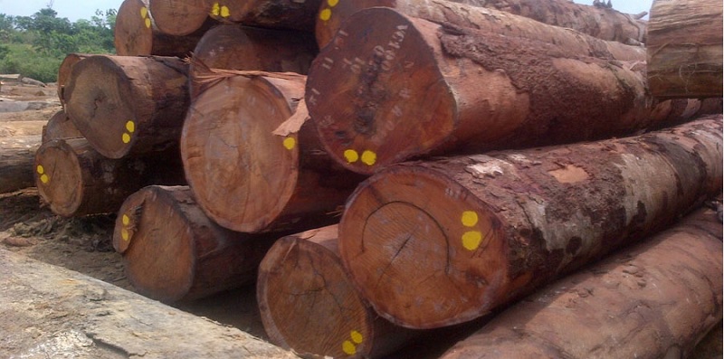 Cây Lim được khai thác làm gỗ