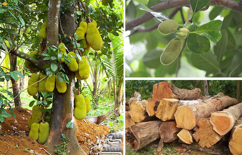 Cây gỗ mít được trồng phổ biến tại Việt Nam 